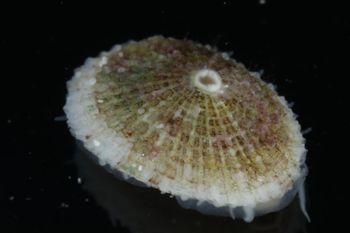 Media type: image;   Malacology 393853 Description: live specimen;